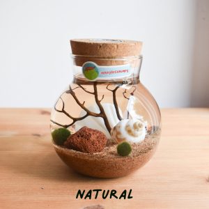 READY MADE SMALL Themed Aquarium