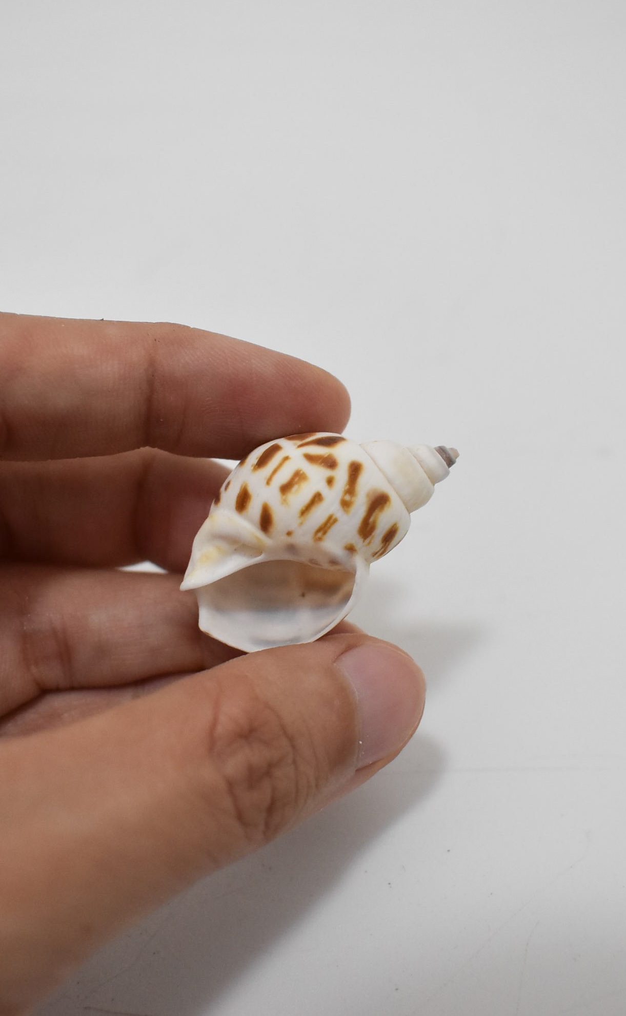 Natural Figurines - Image 4