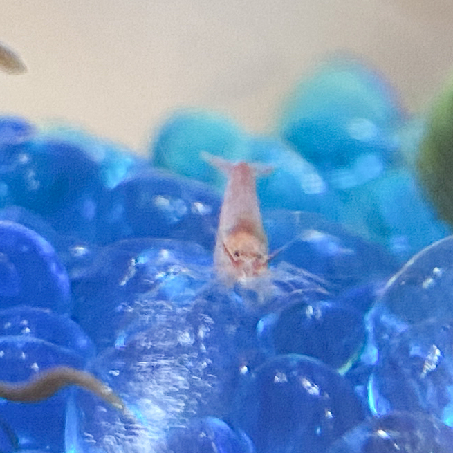 Volcanic shrimp