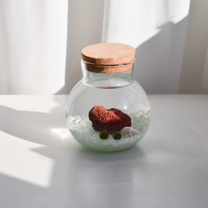 Customise your own DIY KIT SMALL aquarium (Add your own figurines separately)