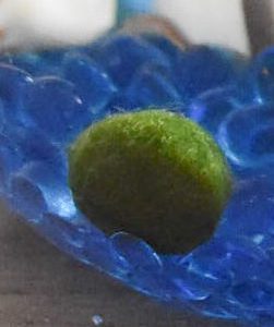 Marimo moss ball