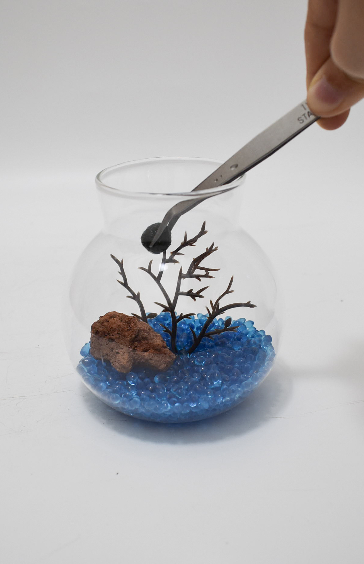 Marimo moss ball - Image 2