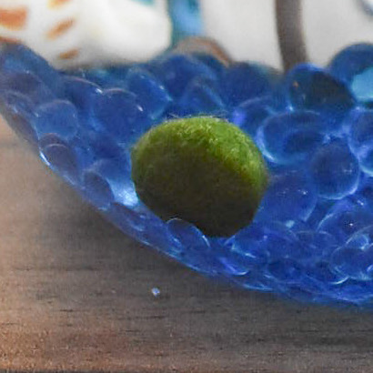 Marimo moss ball - Image 3